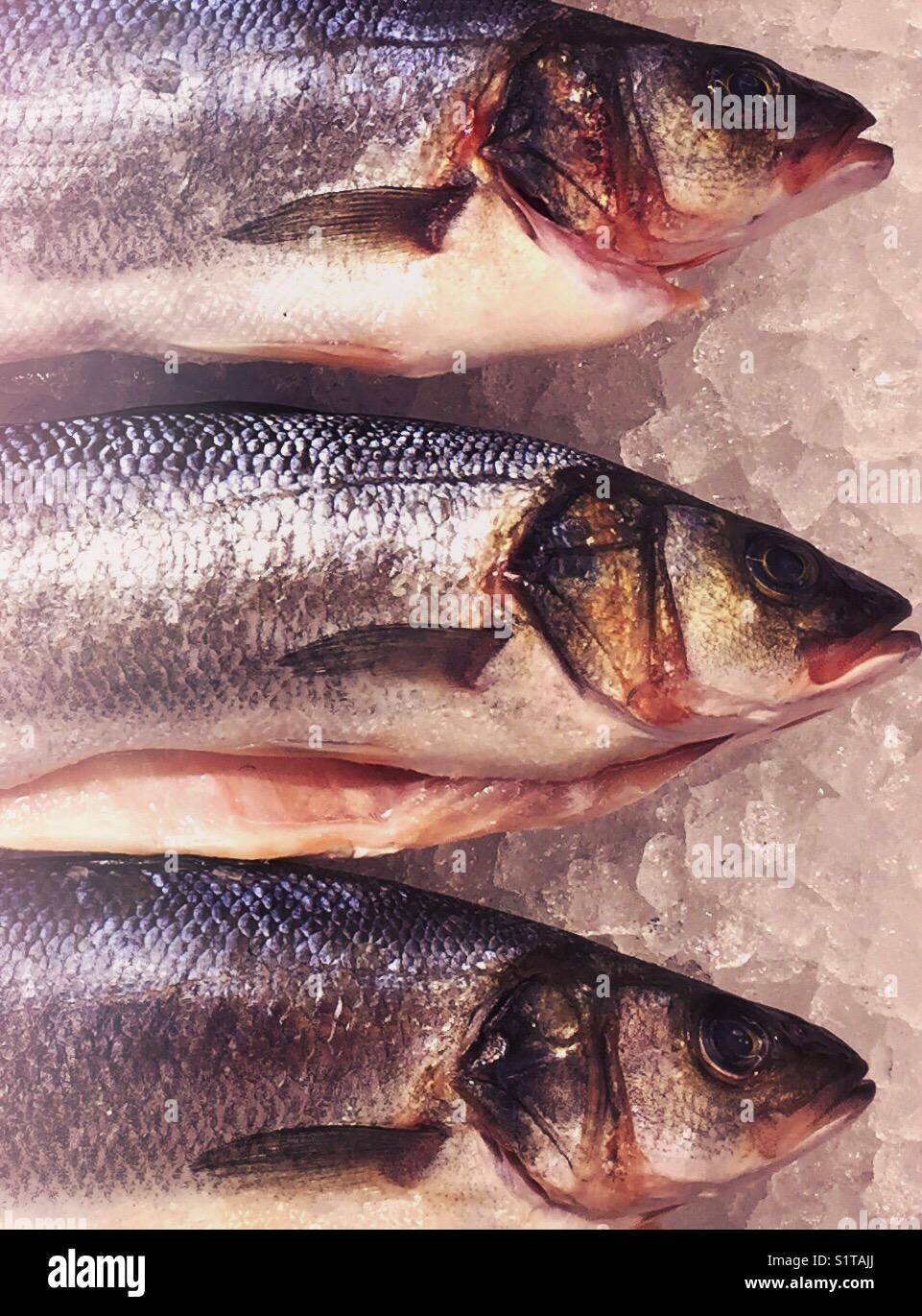 Fresh fish on ice - Smartphone Captured Stock Image