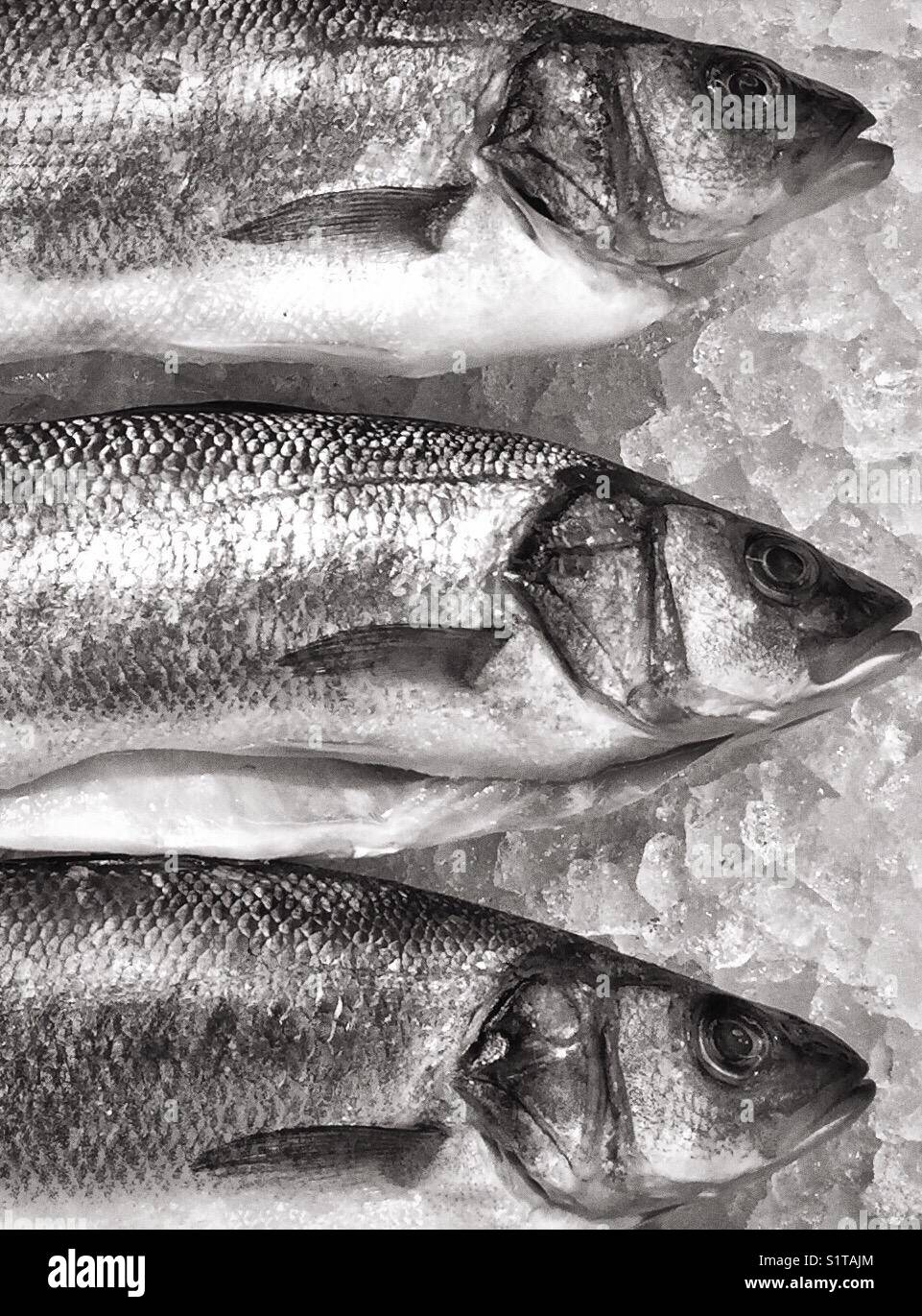 Fresh fish on ice black and white - Smartphone Captured Stock Image