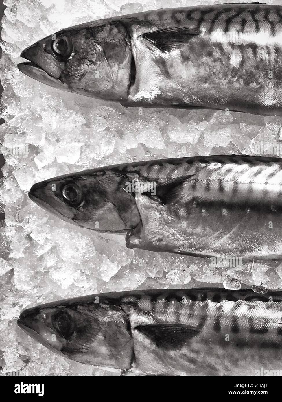 Fresh fish on ice- mackerel - Smartphone Captured Stock Image