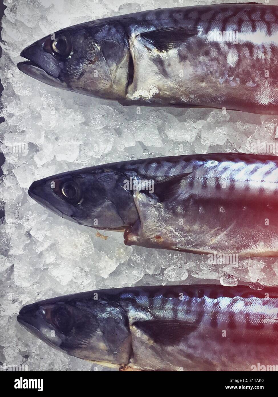 Fresh fish on ice - mackerels - Smartphone Captured Stock Image