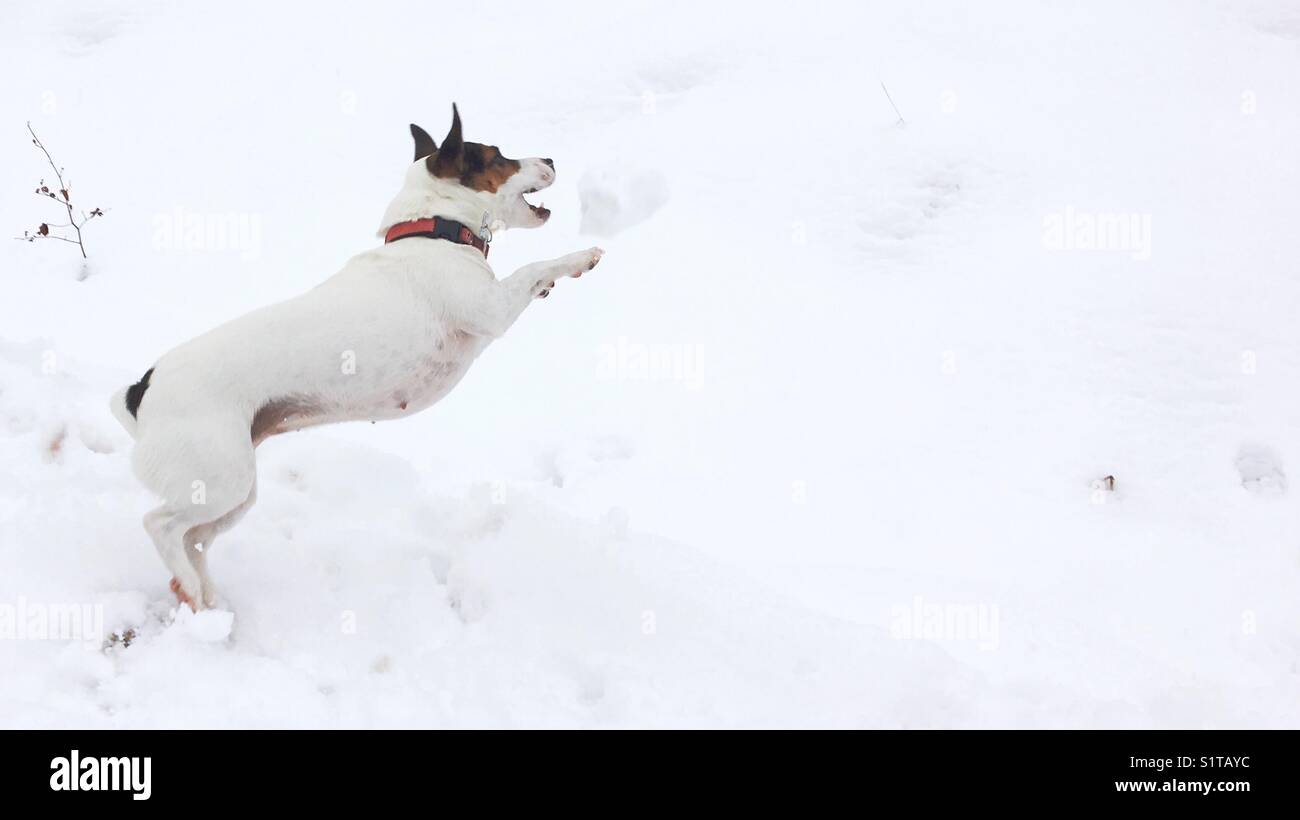 Jack Russell Terrier dog pouncing at a snowball in the snowy outdoors. Space for copy. - Smartphone Captured Stock Image