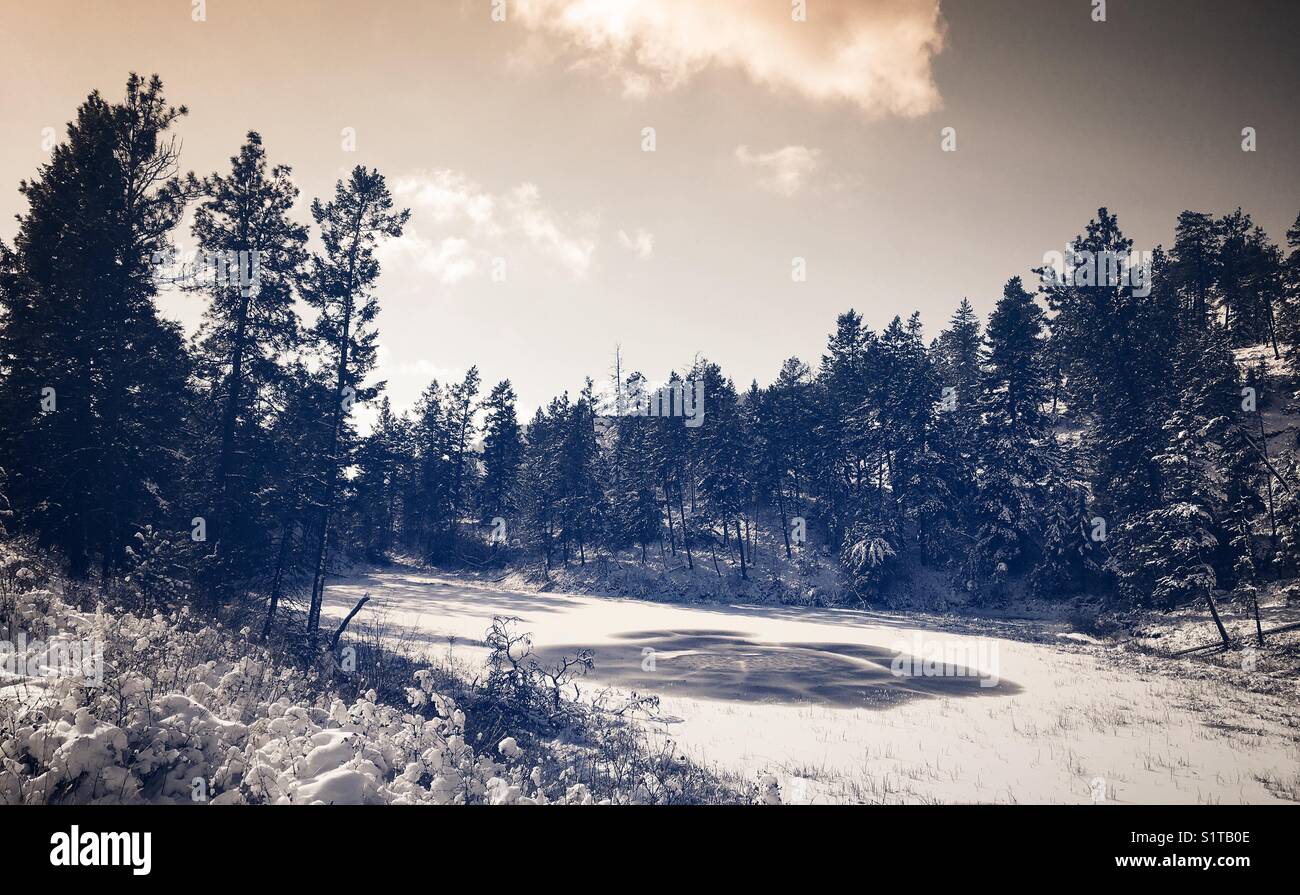 Small partially frozen lake surrounded by evergreen trees on a cold winter day. - Smartphone Captured Stock Image