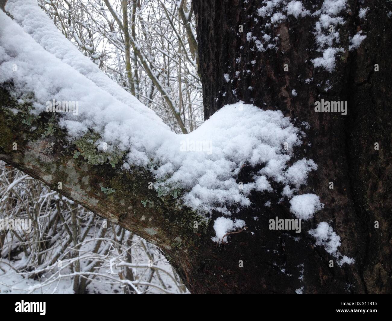 Snow on oak tree branch Stock Photo