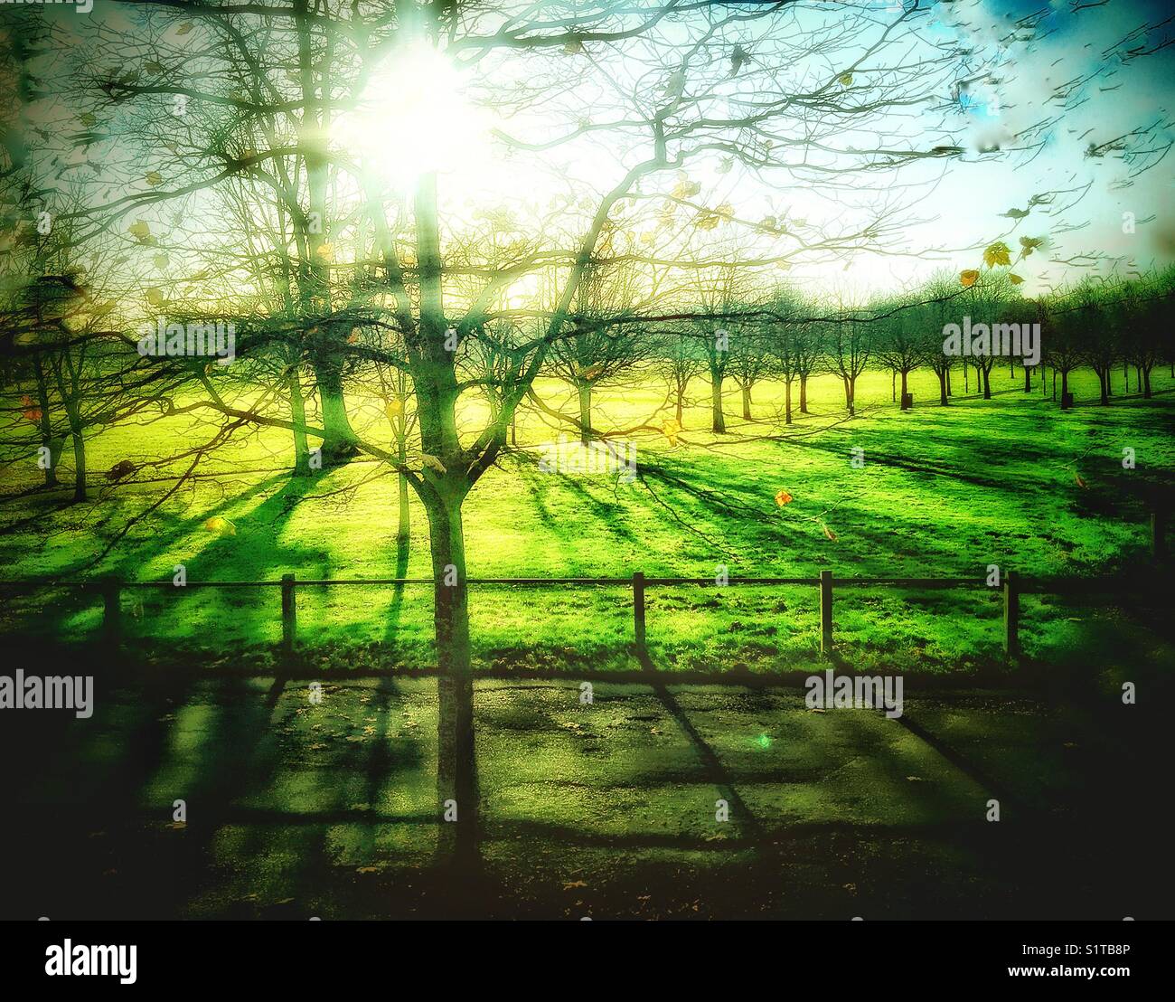 A sunny morning in Peckham Rye park. - Smartphone Captured Stock Image