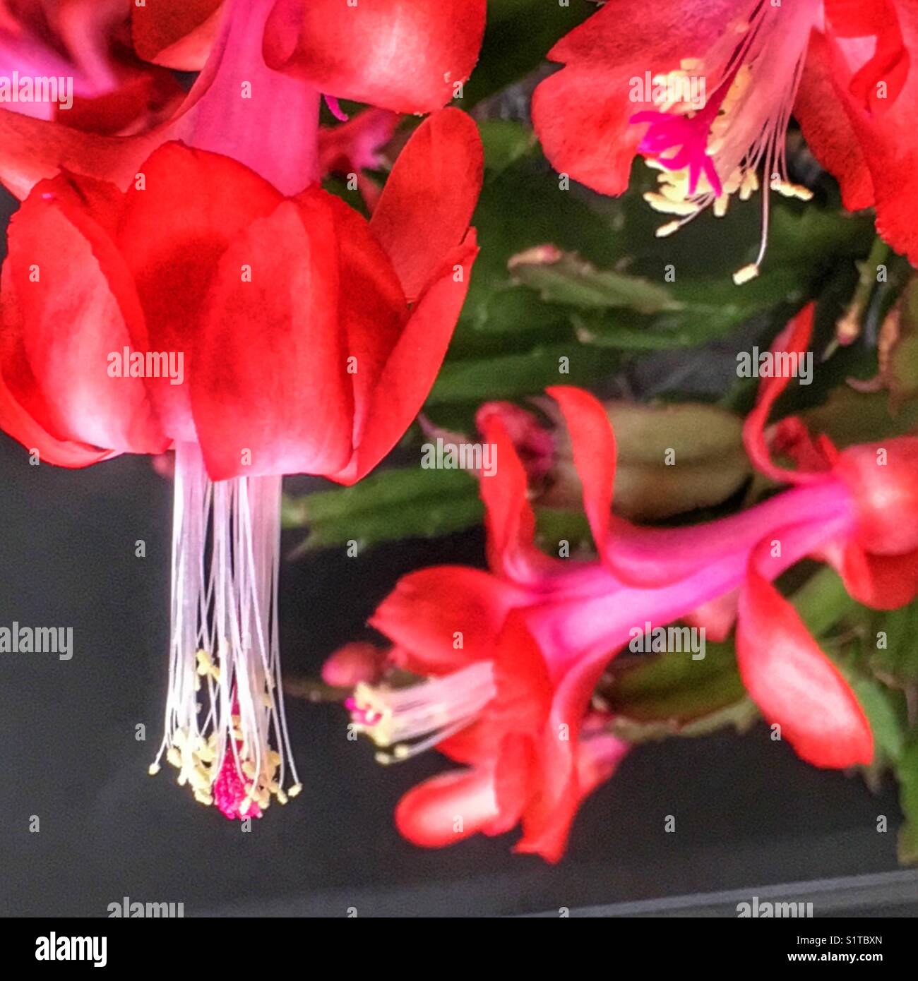 Christmas cactus - Smartphone Captured Stock Image