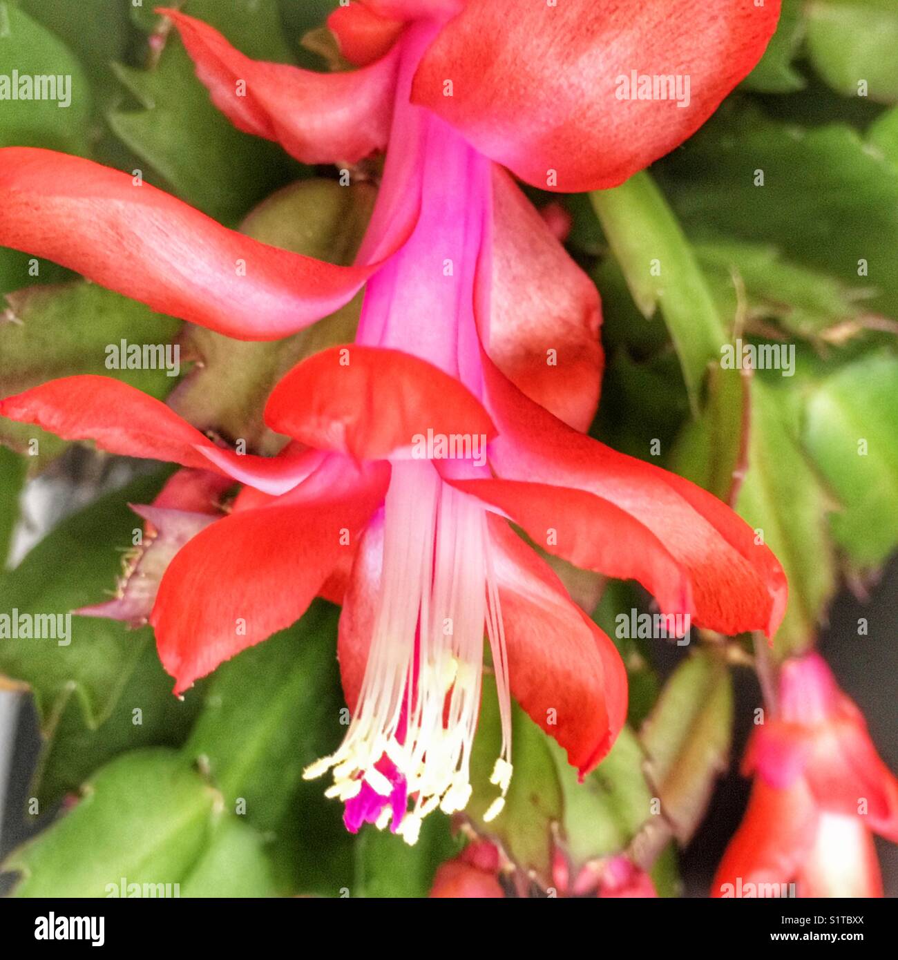 Christmas cactus - Smartphone Captured Stock Image
