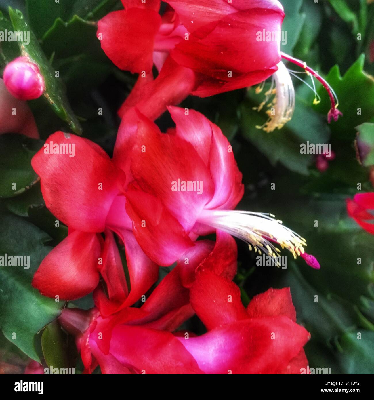 Christmas cactus - Smartphone Captured Stock Image