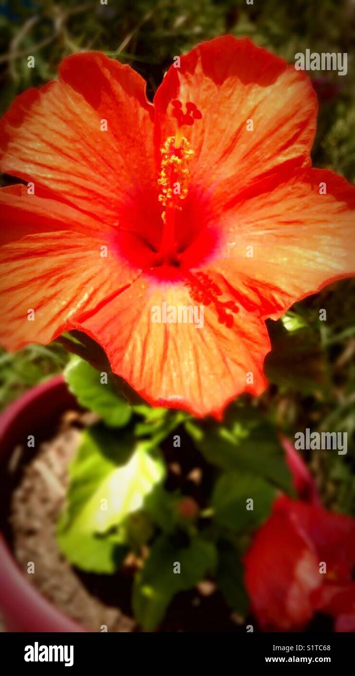Hibiscus plant bloomed Stock Photo Alamy