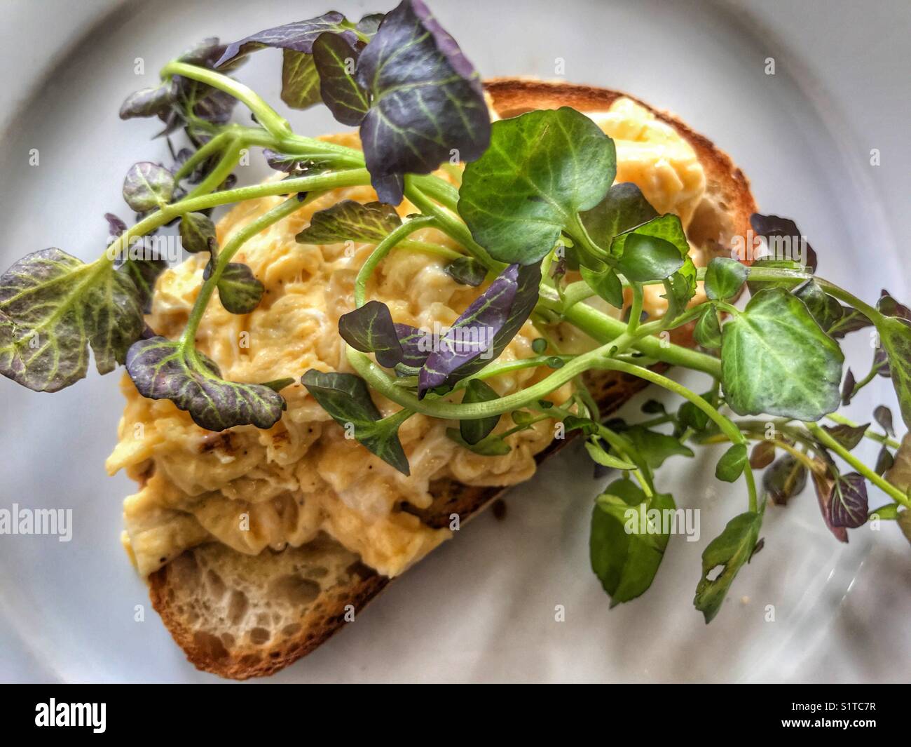 Scrambled egg on toast, white plate - Smartphone Captured Stock Image