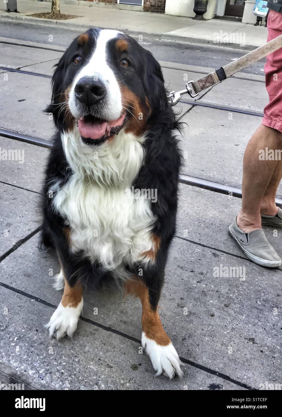 A dog’s look of anticipation. - Smartphone Captured Stock Image