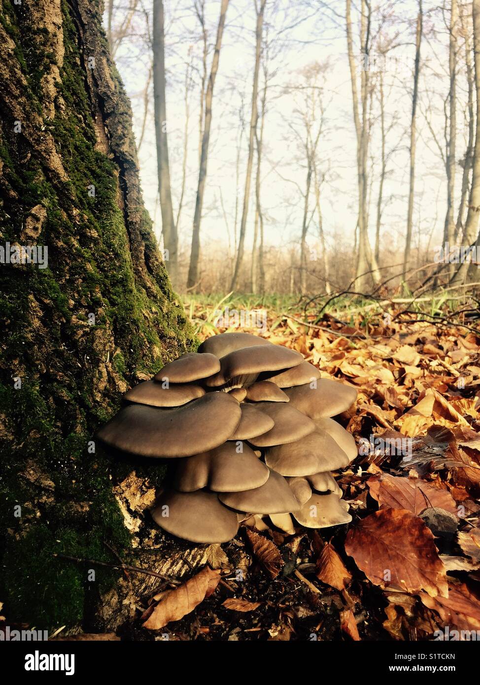 Pleurotus ostreatus, the carnivorous oyster mushrooms, growing at the