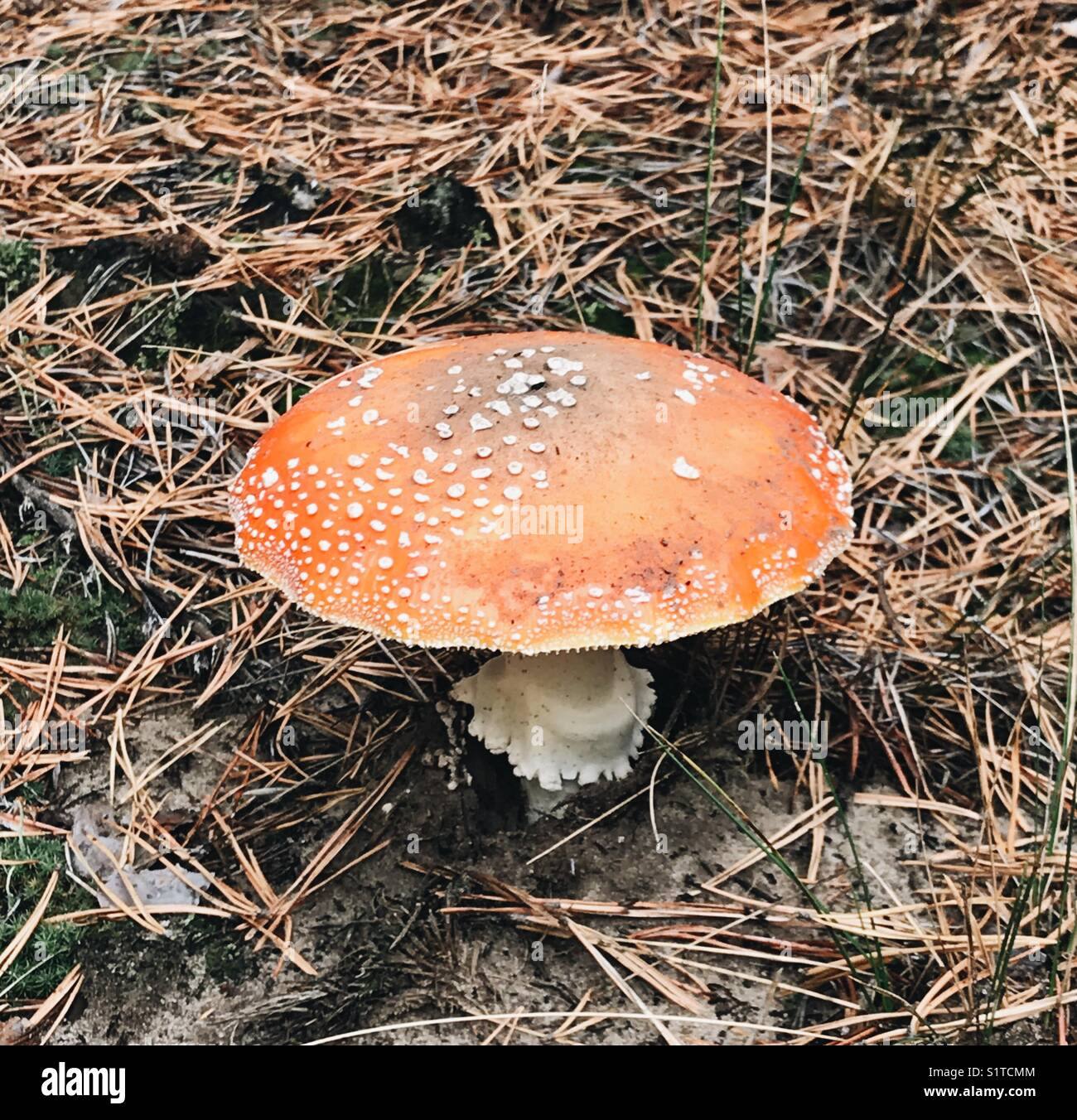 Radiated mushroom growing in the Chernobyl Exclusion zone, Ukraine - Smartphone Captured Stock Image