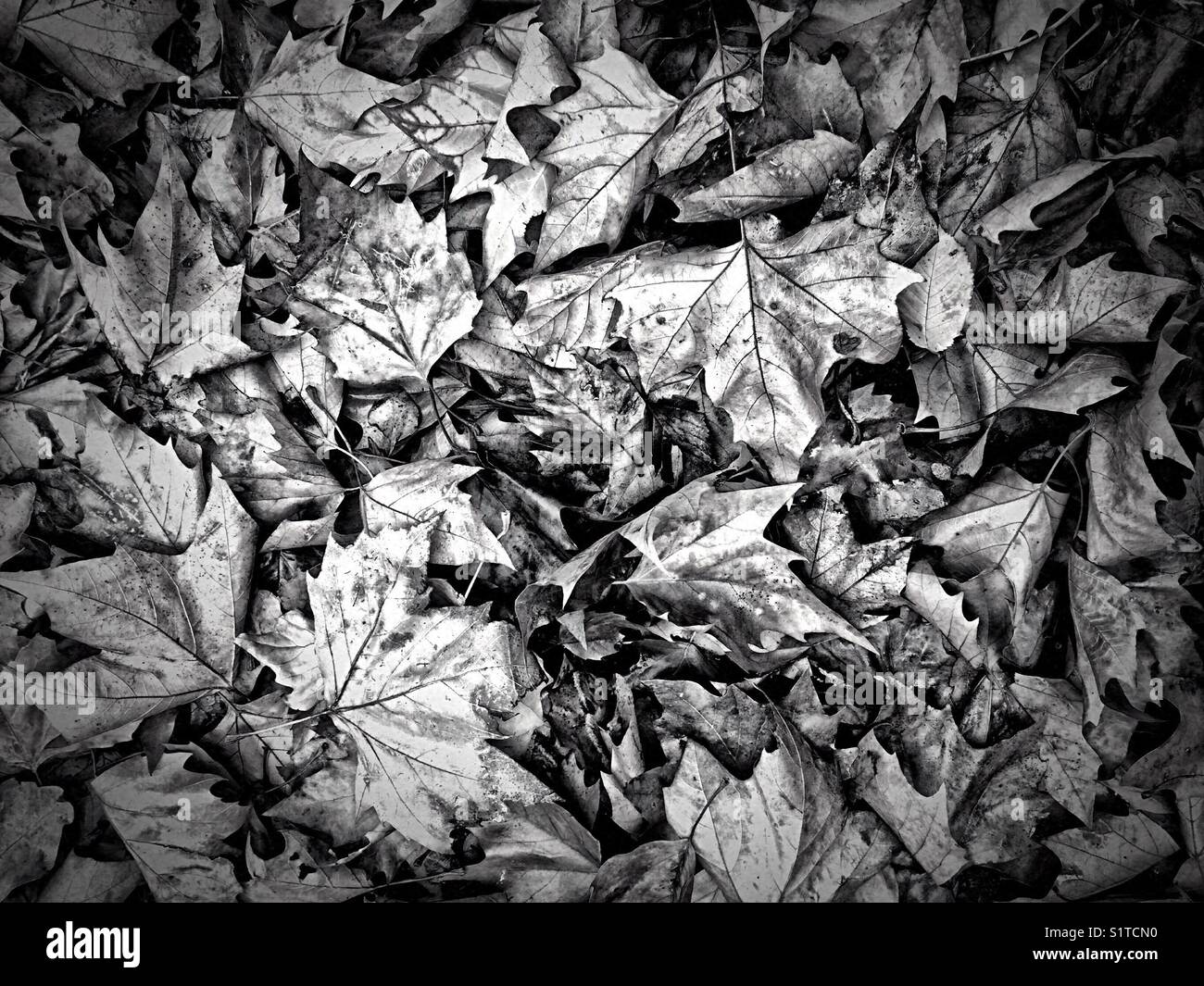 Black and white photograph of Autumn leaves Stock Photo - Alamy