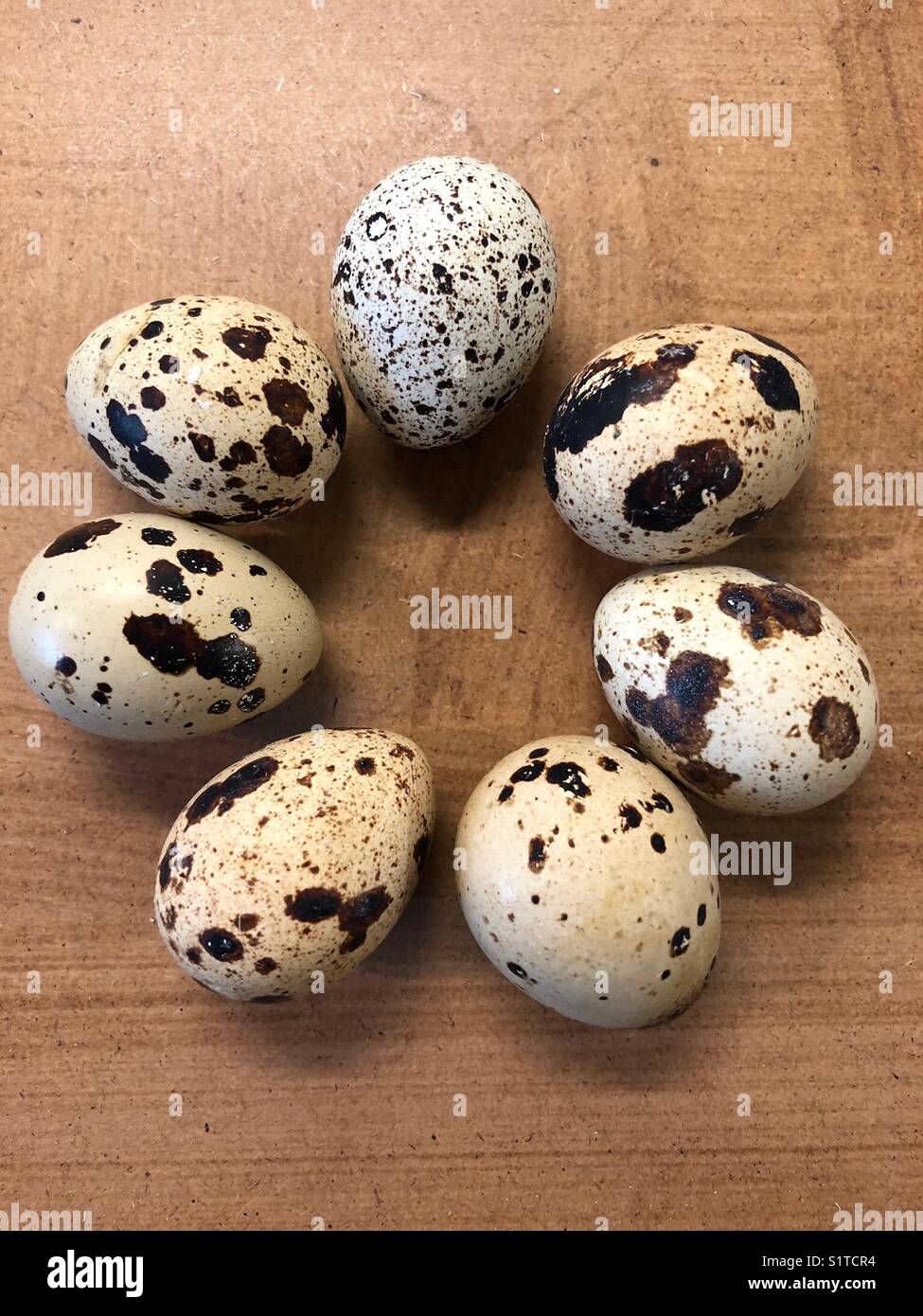 7 speckled quail eggs - Smartphone Captured Stock Image