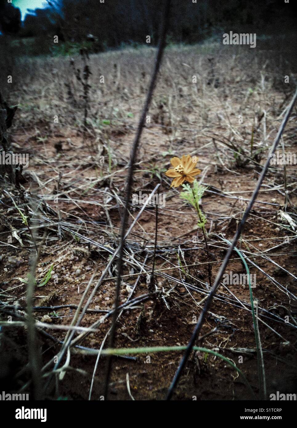 Lonely blossom - Smartphone Captured Stock Image