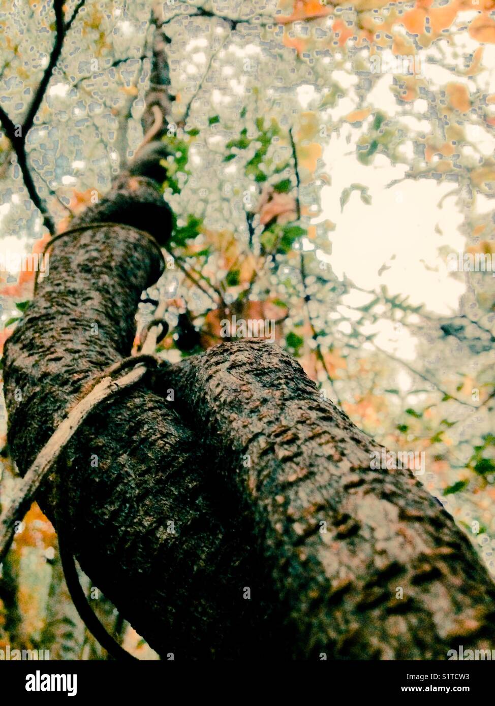 Tangled wood - Smartphone Captured Stock Image