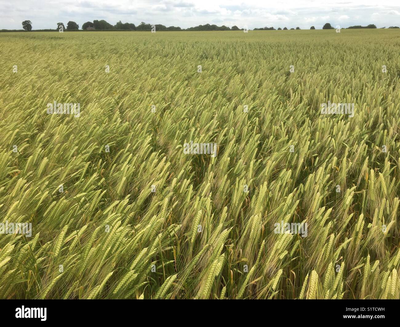 Winter Barley crop in Lincolnshire, England, United Kingdom Stock Photo