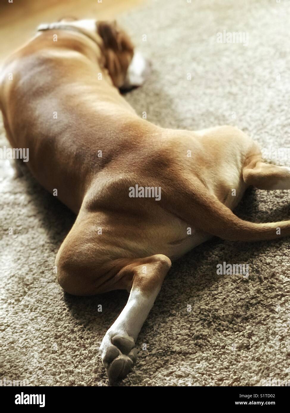 Sprawled out hires stock photography and images Alamy