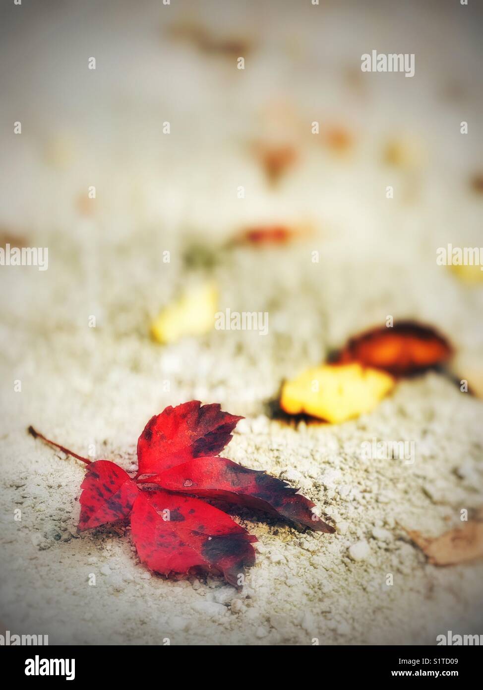 Brightly colored leaves on a gravel trail - Smartphone Captured Stock Image