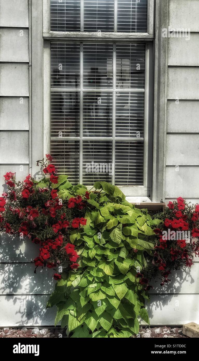 Summer flower box - Smartphone Captured Stock Image