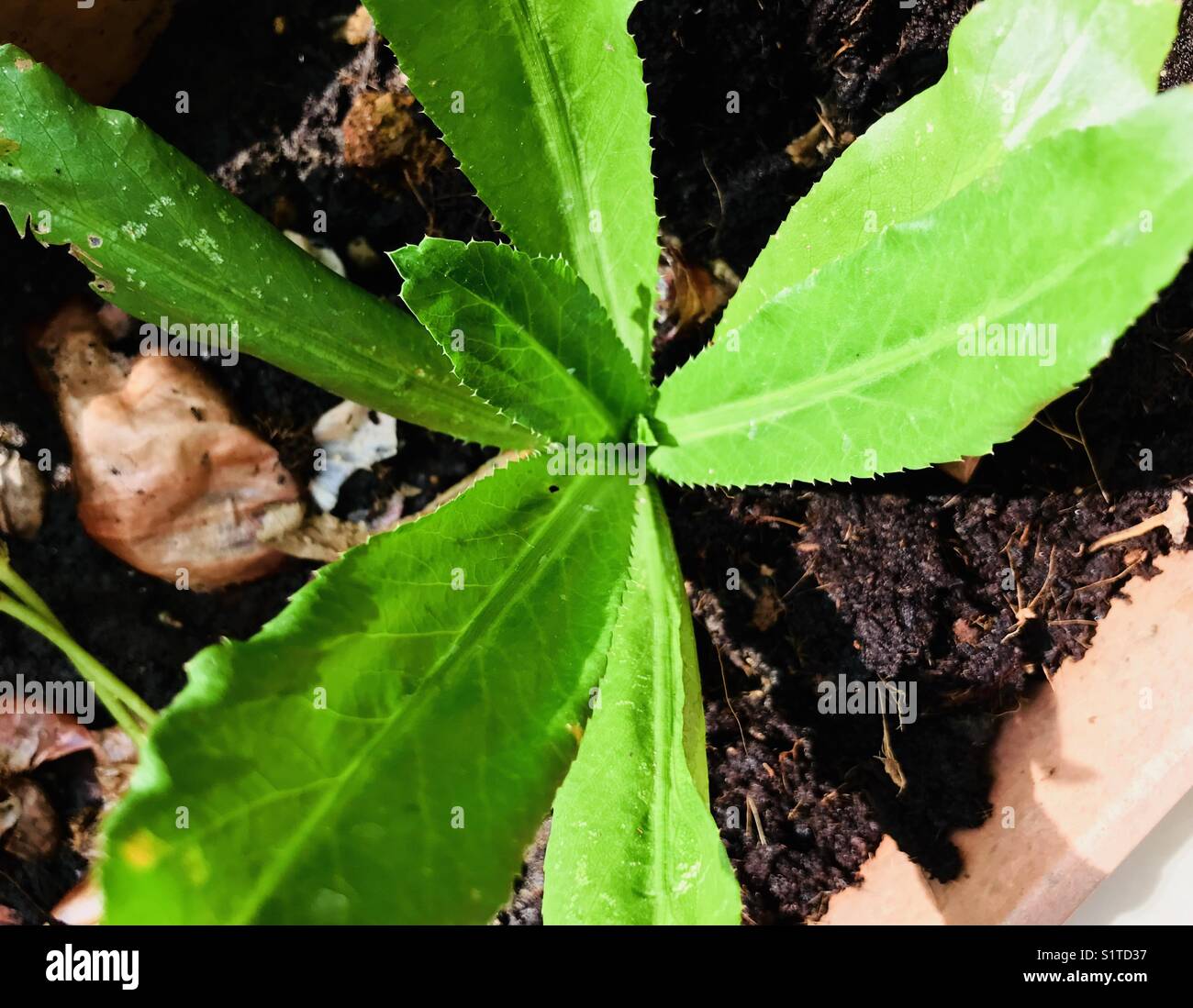 Stay healthy, cultivate yourself. Home garden using organic green waste