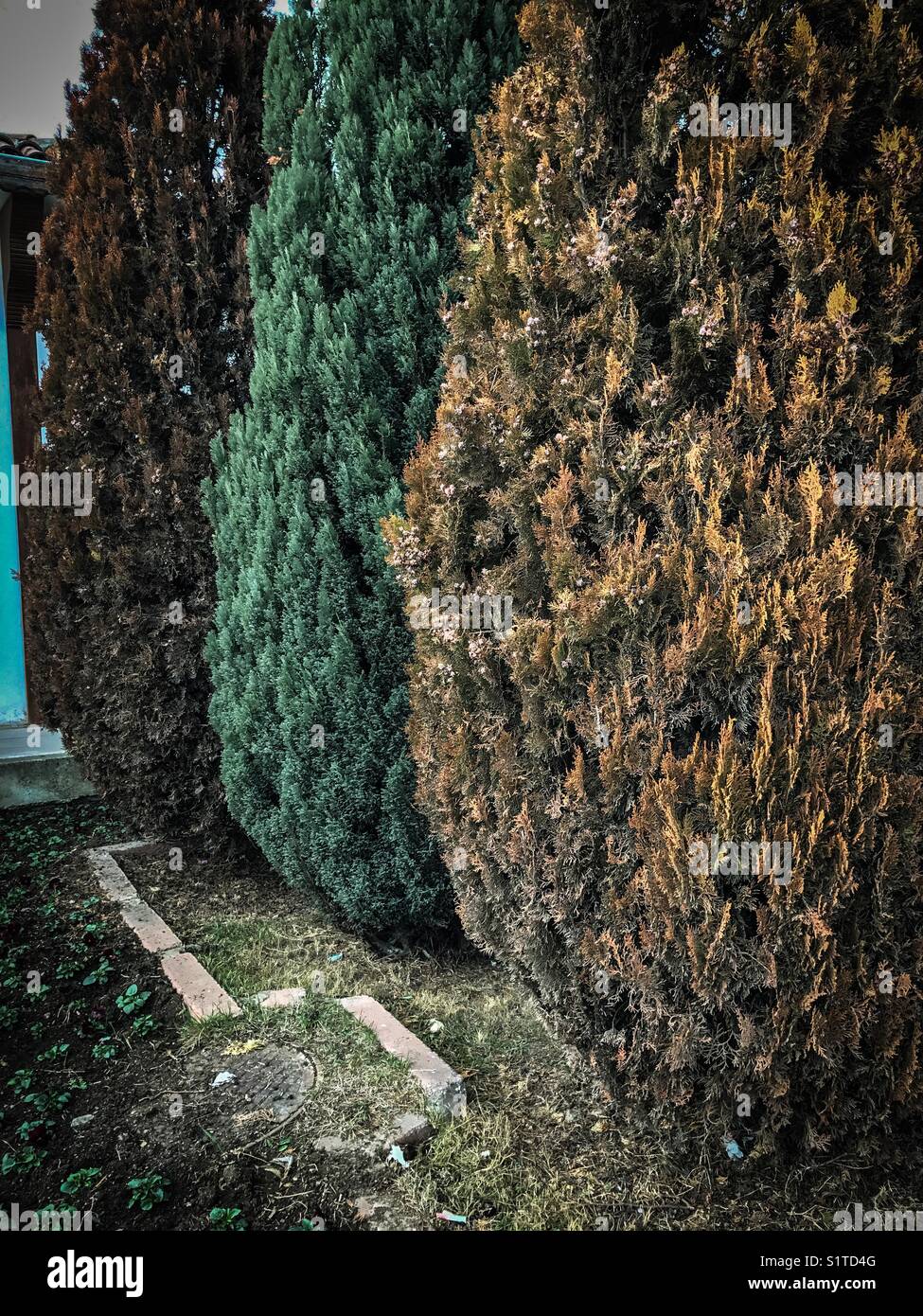 Three christmas tree Stock Photo Alamy