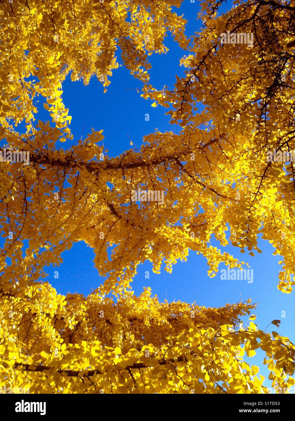 Magnificent Ginkgo Biloba in Autumn - Smartphone Captured Stock Image