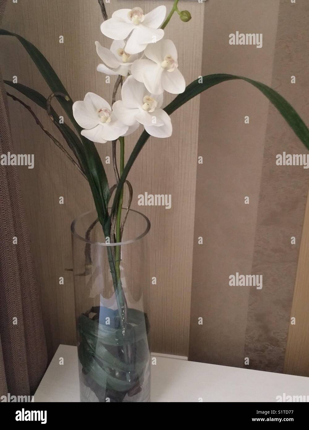 White Orchids In A Tall Vase Stock Photo 310938523 Alamy