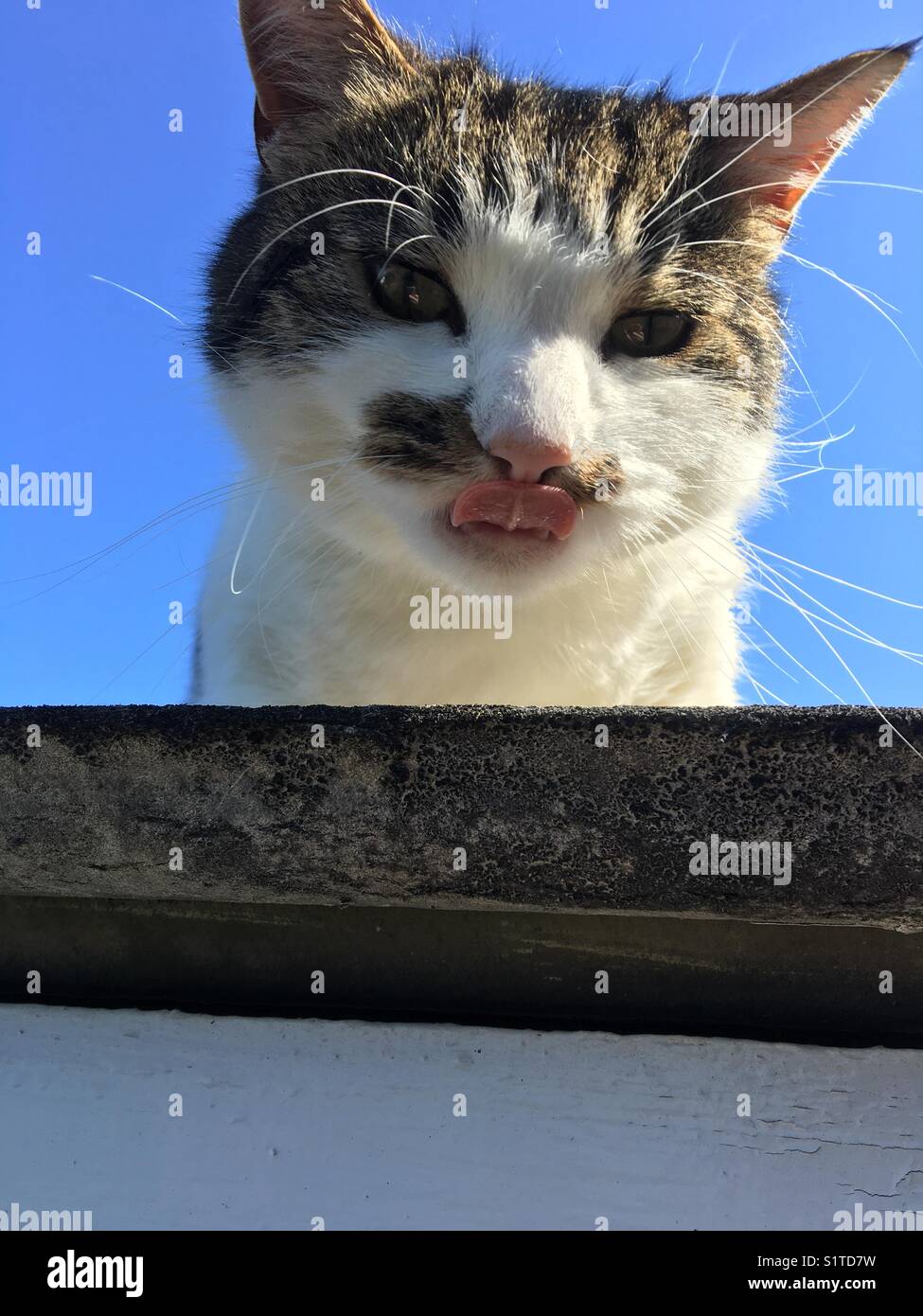 Cat poking her tongue out Stock Photo Alamy