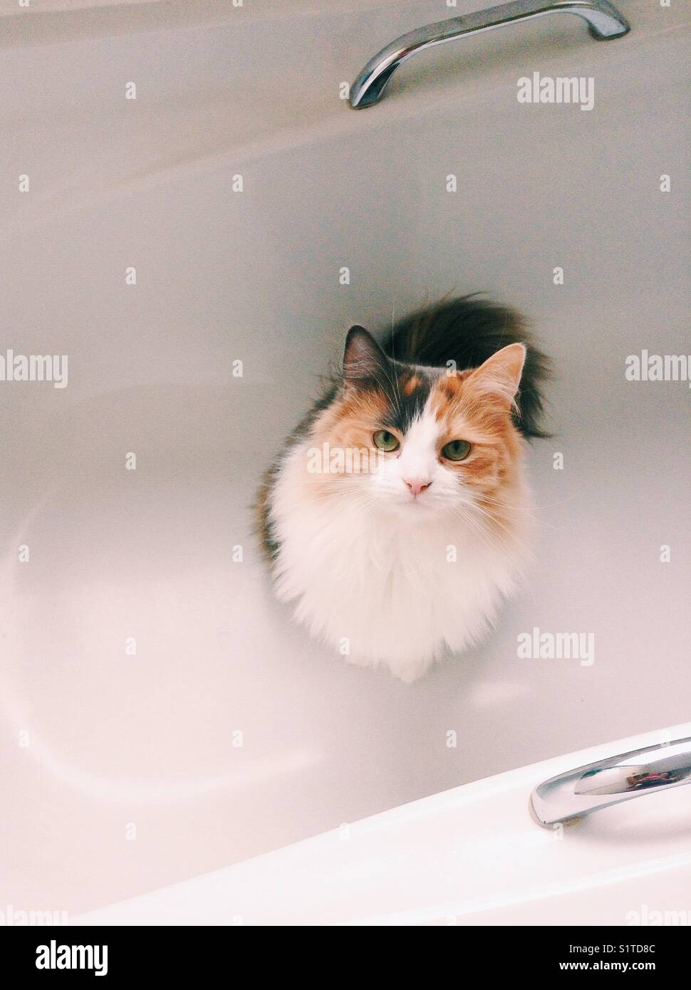 Cat in bath Stock Photo Alamy