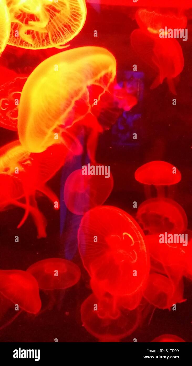 Jellyfish illuminated by red light Stock Photo Alamy