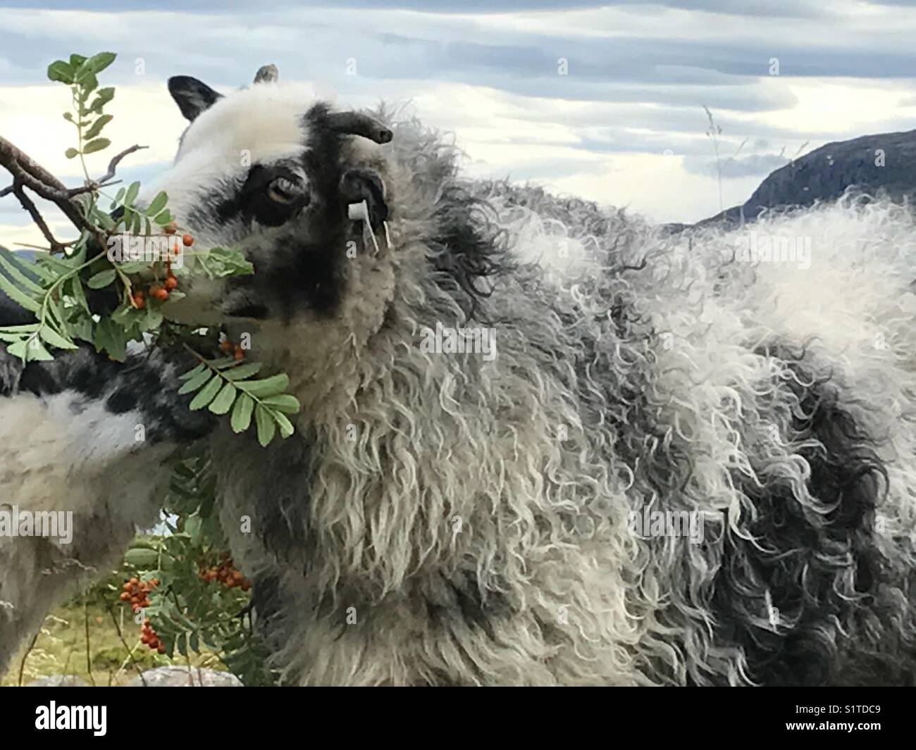 Wild sheep eating berries from tree in North of Norway Stock Photo