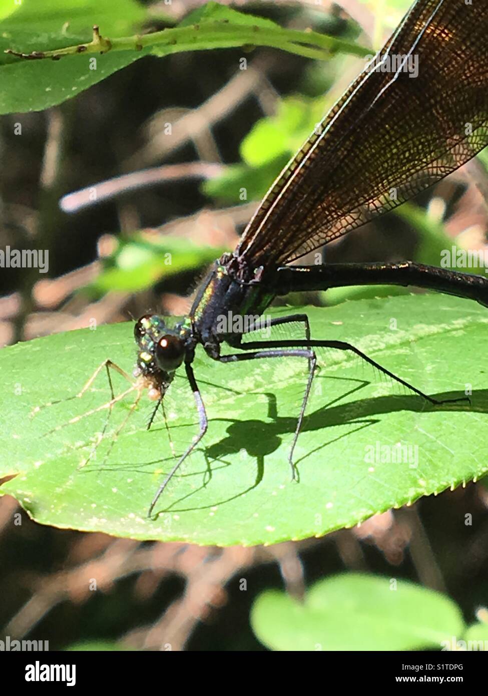 Close up of dragon fly - Smartphone Captured Stock Image