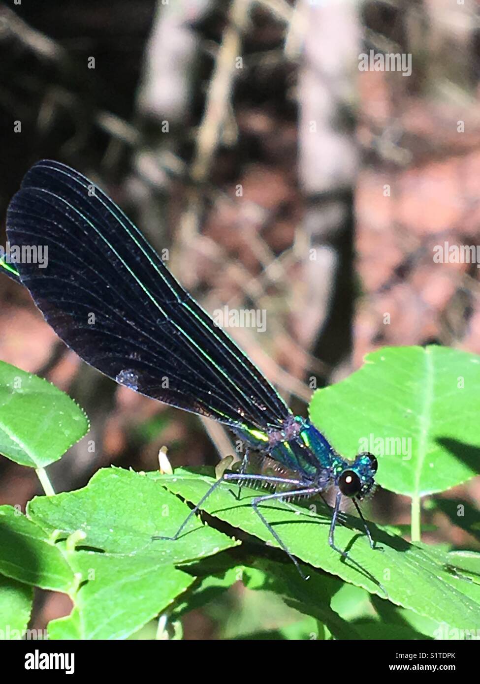 Dragon fly on leaf - Smartphone Captured Stock Image