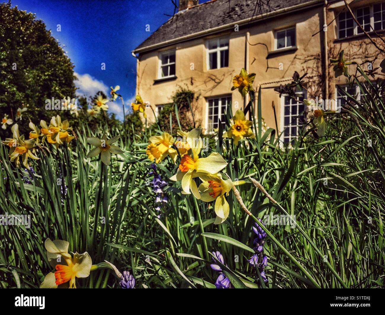 Farmhouse and spring flowers, England - Smartphone Captured Stock Image