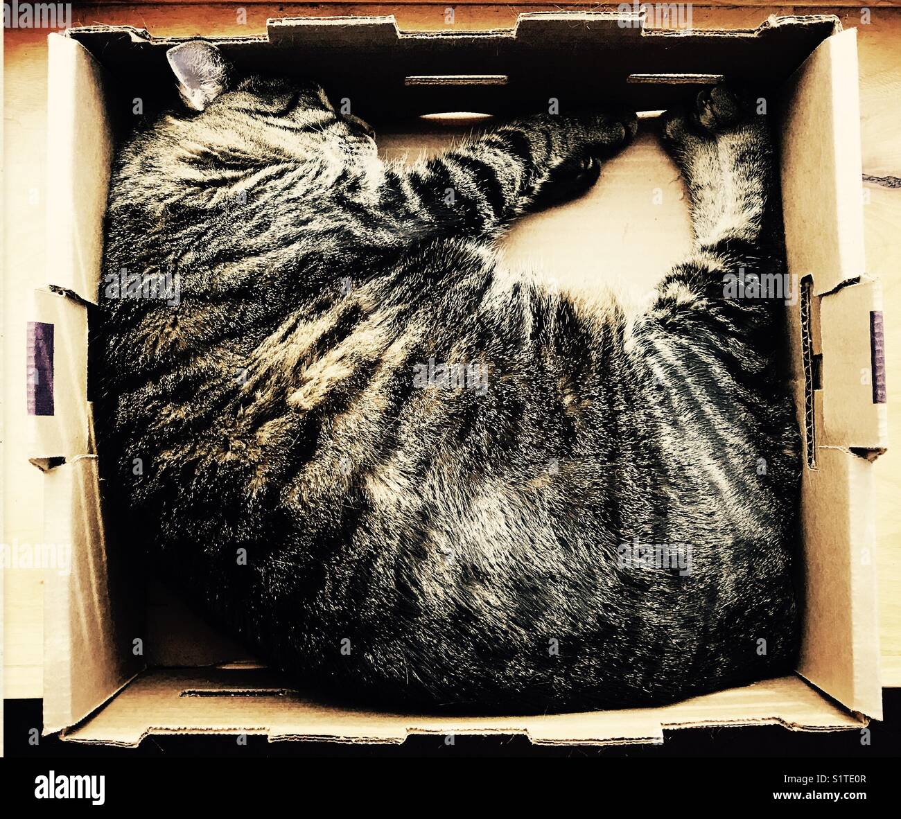 Overweight cats hi-res stock photography and images - Alamy