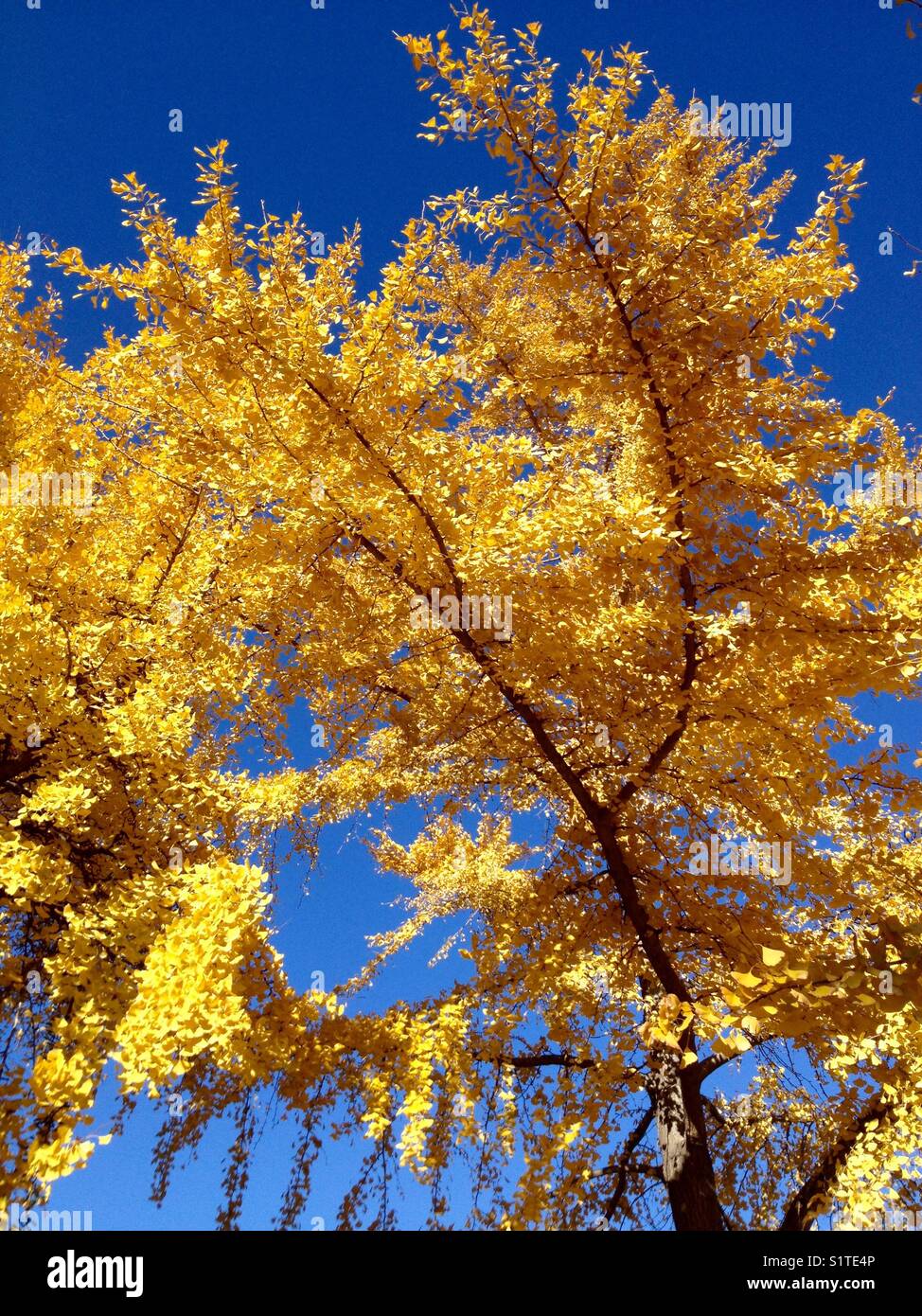 Magnificent Ginkgo Biloba in Autumn - Smartphone Captured Stock Image