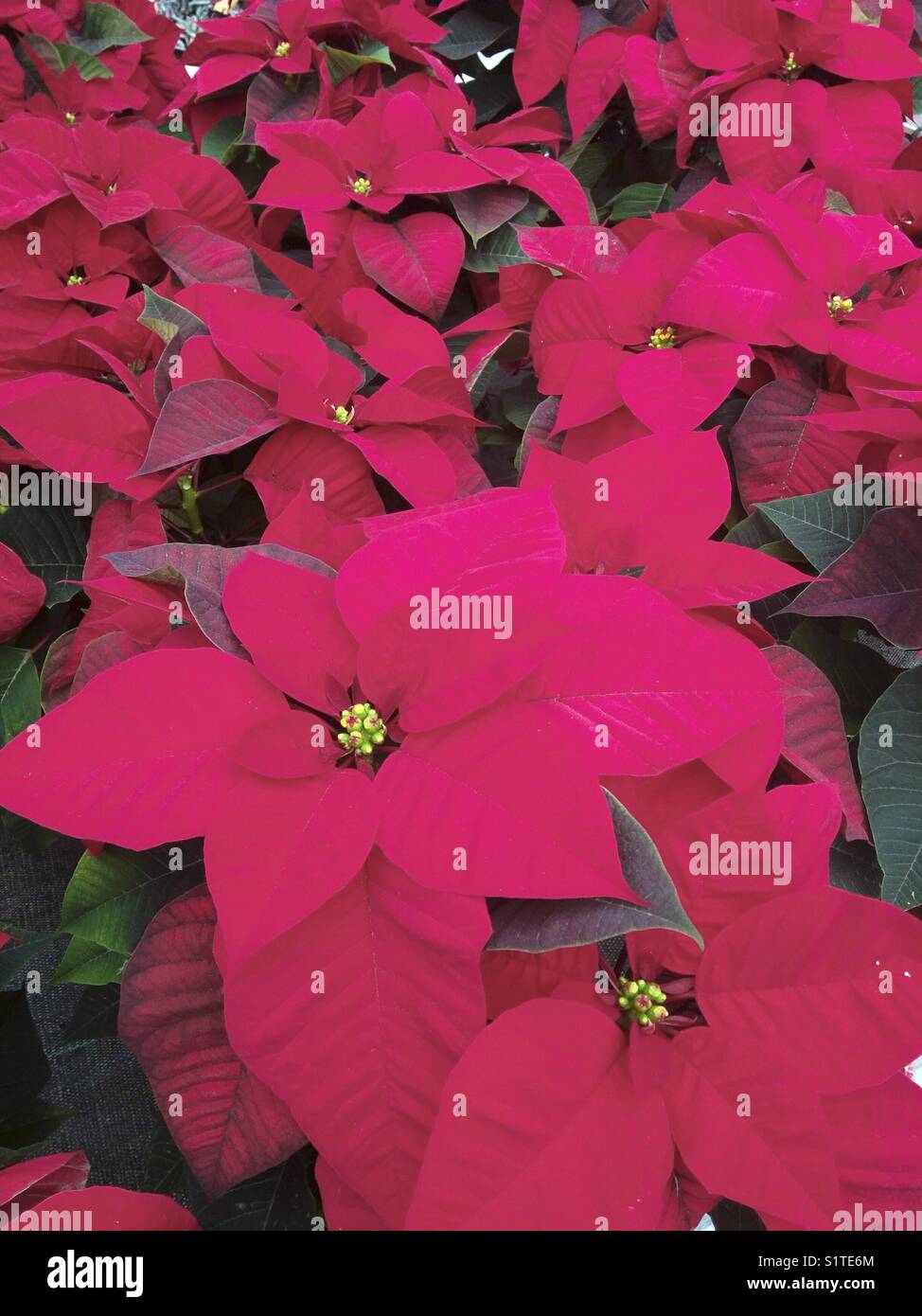 Poinsettias for sale Stock Photo Alamy
