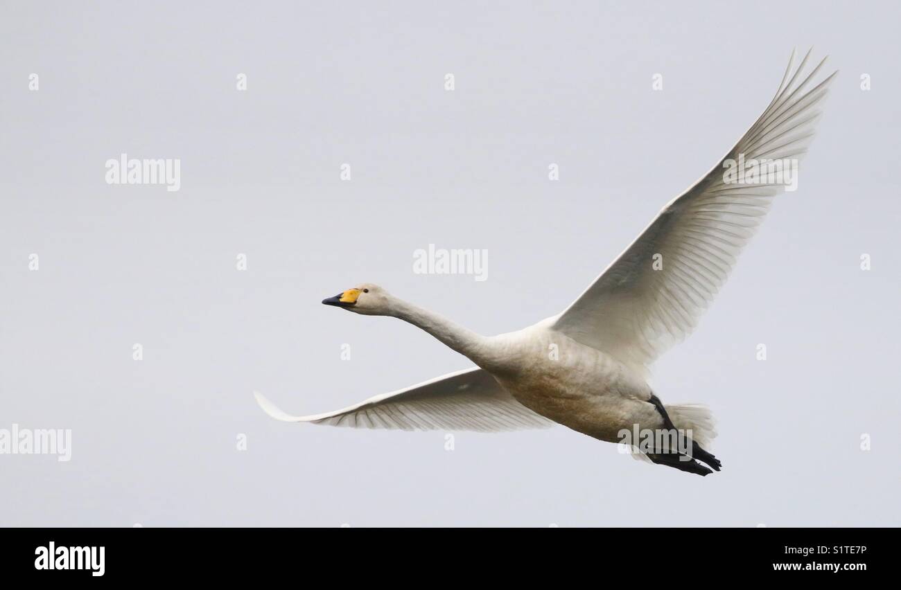 Whooper Swans in flight Stock Photo