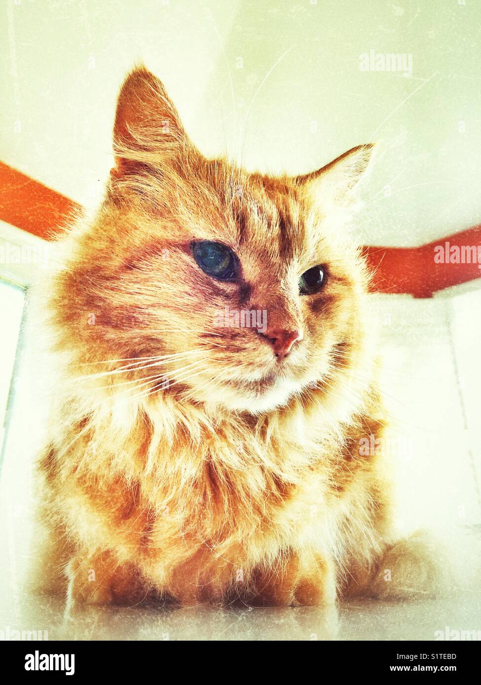 Portrait of an orange long haired tabby cat surrounded by window light Stock Photo