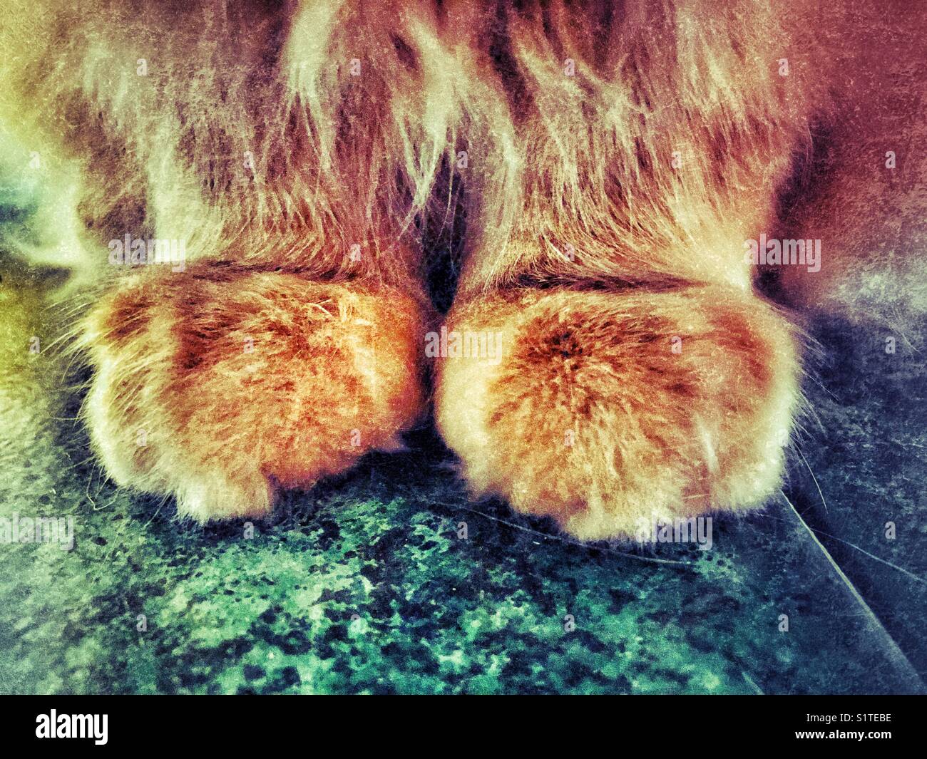 Closeup of adult male orange tabby cat paws Stock Photo