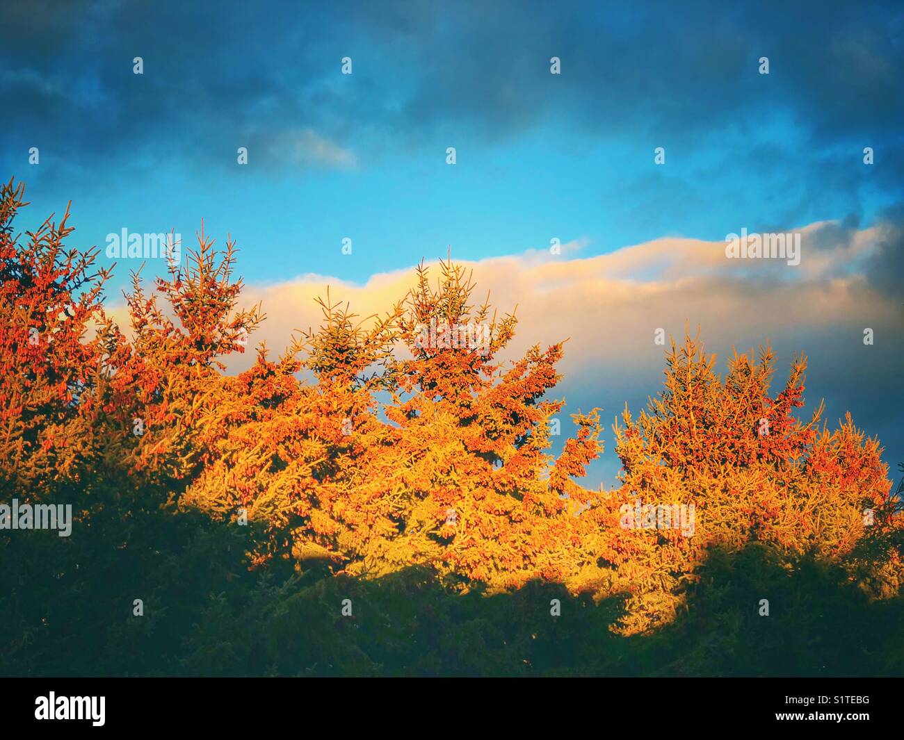 Sunrise sunshine illuminating the upper halves of a row of evergreen trees with a blue sky, large white cloud and dark gray clouds behind making for interesting rows of colour - Smartphone Captured Stock Image