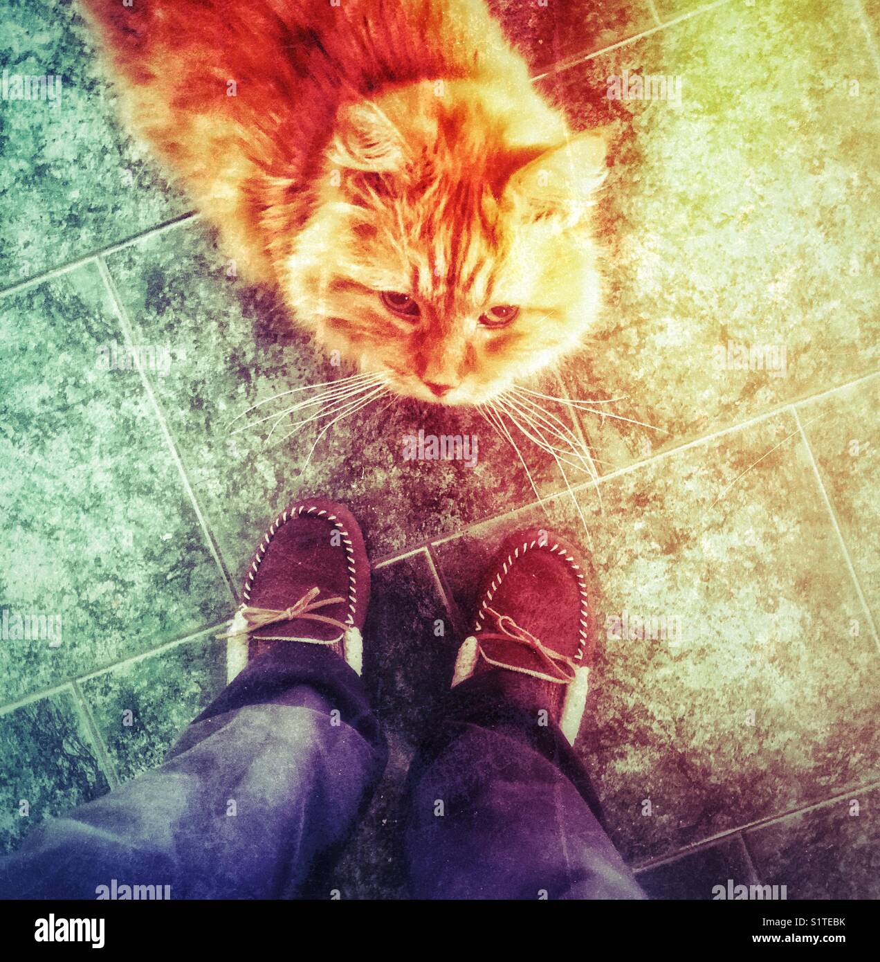Orange tabby cat at person’s feet looking up from person perspective with slippered feet in view Stock Photo