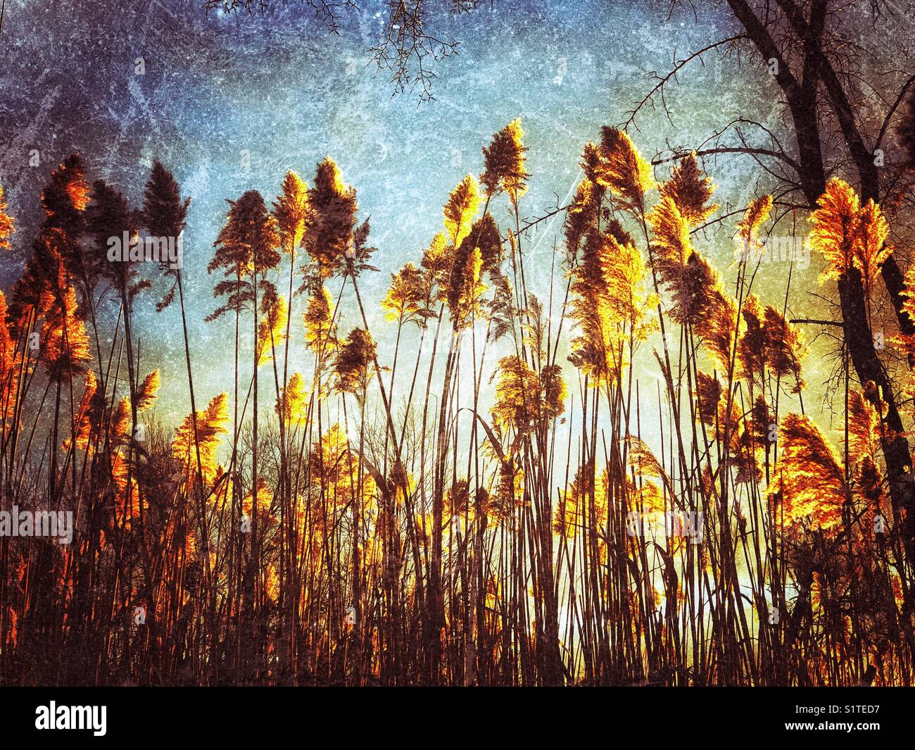 Giant reed (tall flowering reed grass) backlit by early morning sunrise
