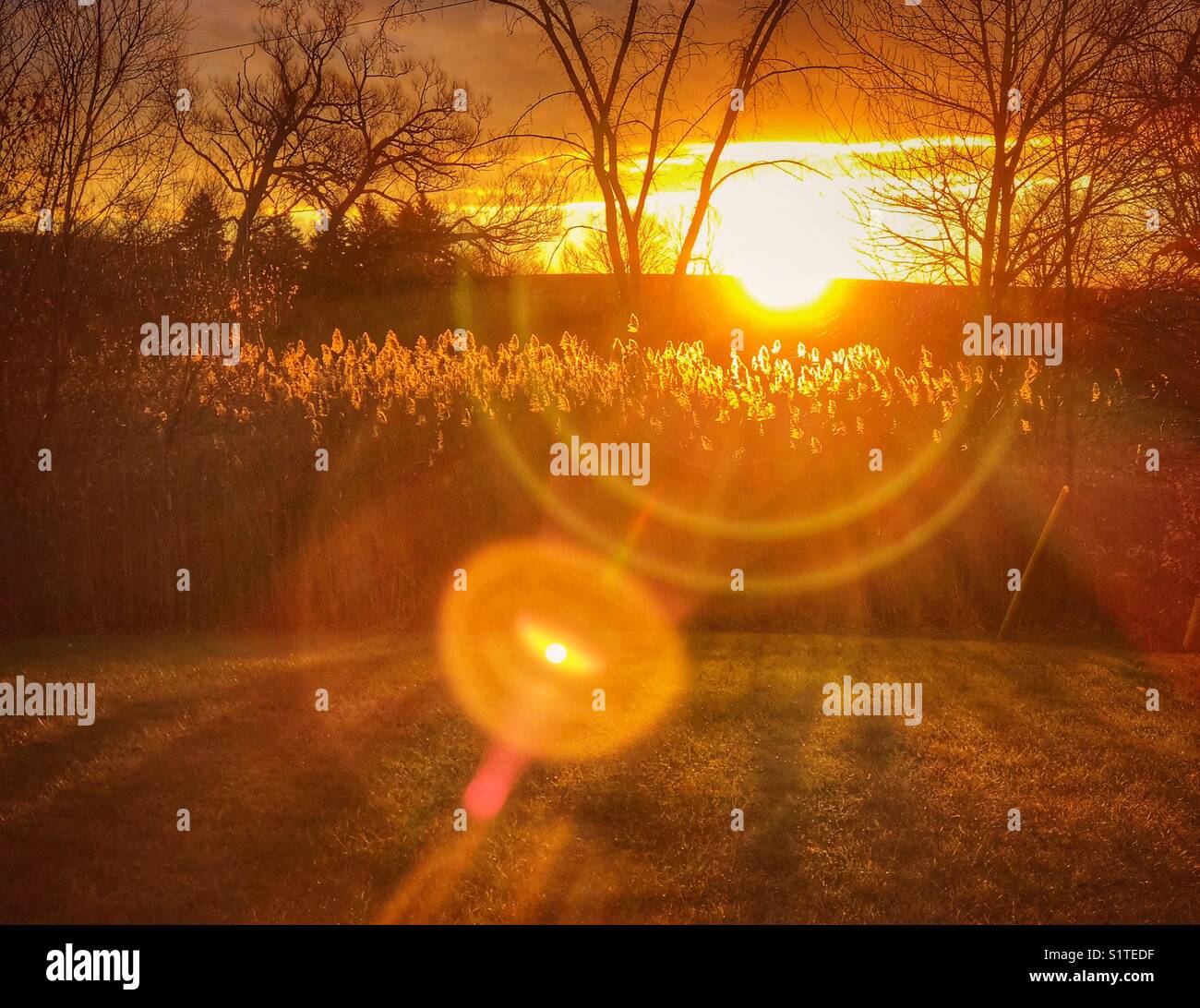 Morning sun peeking over horizon at sunrise with wispy tall flowering reed grass and large sun flare Stock Photo