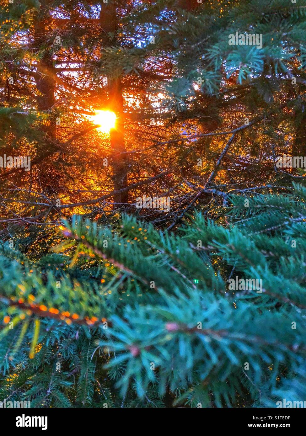 Morning sun peeking through spruce trees in a forest - Smartphone Captured Stock Image