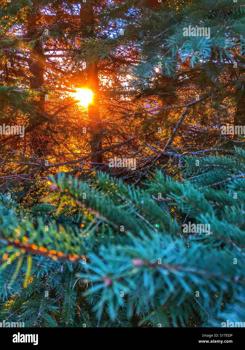 Morning sun peeking through spruce trees in a forest Stock Photo