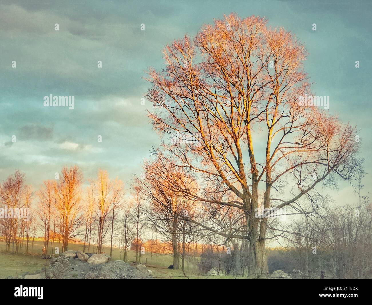 Morning sunlight shining on trees in a farm field in Ontario, Canada - Smartphone Captured Stock Image