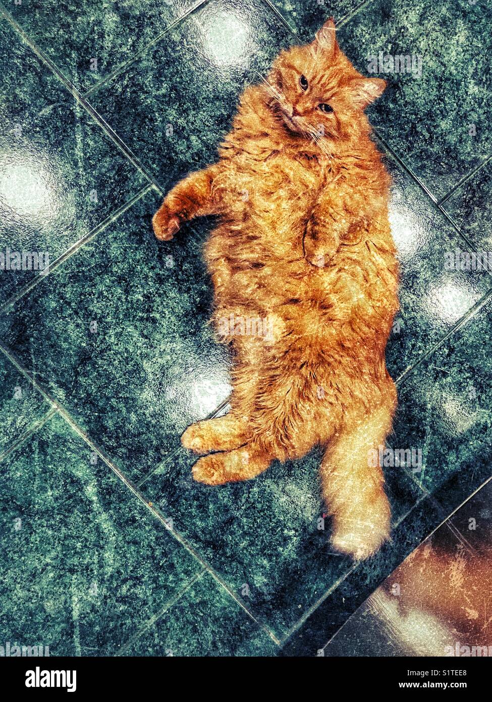 Creative textured image of large fluffy orange tabby cat laying on