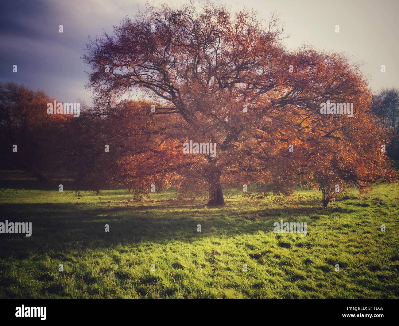 Autumnal oak tree - Smartphone Captured Stock Image